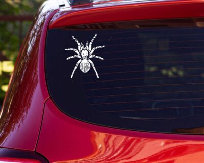 Tarantula with furry abdomen and eight legs extended.