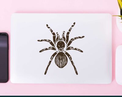 Tarantula with furry abdomen and eight legs extended.